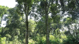 "Cây vàng xanh" giúp nông dân Lào Cai làm giàu bền vững