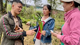 Đẩy mạnh chuỗi giá trị cây thuốc Việt trong y học cổ truyền