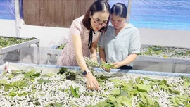 Tập huấn nhân rộng mô hình trồng dâu, nuôi tằm