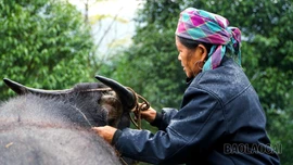 Nhọc nhằn hành trình bảo vệ "đầu cơ nghiệp"