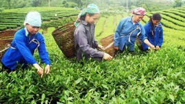 Xã Phú Nhuận xây dựng nông thôn mới từ mô hình trồng chè
