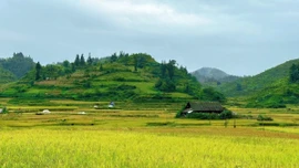 Mùa cốm trên cao nguyên Bắc Hà
