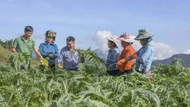 Actiso Sa Pa: "Trái ngọt" từ mô hình liên kết bền vững