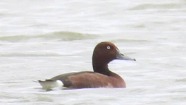 Lần đầu phát hiện 4 loài chim lạ, quý hiếm ở Vườn quốc gia Phong Nha - Kẻ Bàng