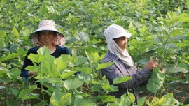 Quy Mông chuyển mình nhờ phát triển nông nghiệp xanh