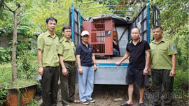 Tiếp nhận cá thể gấu ngựa do người dân tự nguyện giao nộp