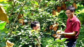 Lùng Phình giảm nghèo nhờ phát triển cây ăn quả ôn đới
