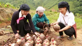 Nhiều mô hình kinh tế góp phần giảm nghèo ở xã Trịnh Tường