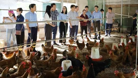 Tổng kết mô hình nuôi gà sinh sản tại xã Phong Hải