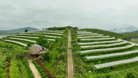 Lào Cai: Kinh tế tập thể góp phần tạo dựng chuỗi giá trị bền vững