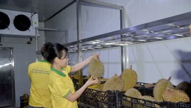 Xuất khẩu sầu riêng sang Trung Quốc trở lại bình thường