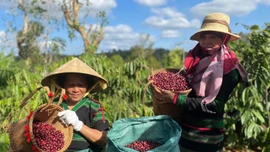 Vị thế ngành nông nghiệp Việt Nam trong bối cảnh hội nhập