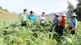 Nhộn nhịp mùa thu hoạch lá atiso Sa Pa