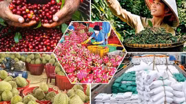 Tiêu chí đánh giá, phân hạng sản phẩm OCOP