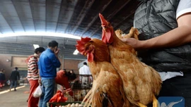 Campuchia ghi nhận ca tử vong đầu tiên do H5N1 trong năm 2025