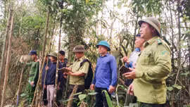 Mỏ Vàng tăng cường tuần tra, kiểm soát và phòng cháy, chữa cháy rừng trong cao điểm nắng nóng