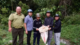Xã Bản Liền: một cá thể cu li được thả về tự nhiên
