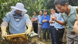 Hiệu quả bước đầu từ mô hình nuôi ong mật gắn với liên kết tiêu thụ sản phẩm