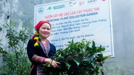 Dược liệu bản địa kết hợp làm du lịch: Hướng đi mới ở Lào Cai