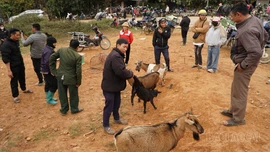 Độc đáo chợ dê ngày giáp Tết
