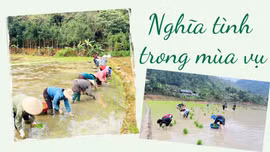 Nghĩa tình trong mùa vụ