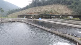 Hiệu quả mô hình nuôi cá tầm ở Phúc Lợi