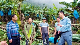Mường Khương tập trung cao độ ứng phó bão số 11