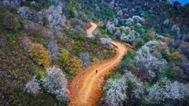 Gặp em mùa hoa sơn tra