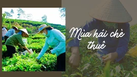 Mùa hái chè thuê