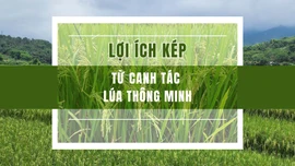 Lợi ích kép từ canh tác lúa thông minh