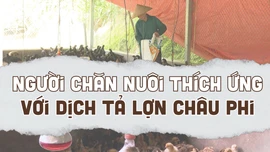 Người chăn nuôi thích ứng với dịch tả lợn châu Phi