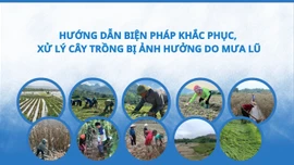 Hướng dẫn biện pháp khắc phục, xử lý cây trồng bị ảnh hưởng do bão lũ