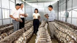 Chàng trai người Dao khởi nghiệp từ trồng nấm