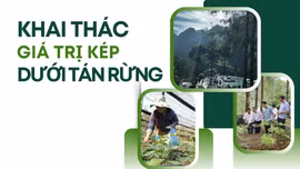 Khai thác giá trị kép dưới tán rừng