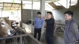 Nậm Có chủ động bảo vệ đàn gia súc 