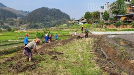 Người dân Mù Cang Chải náo nức xuống đồng