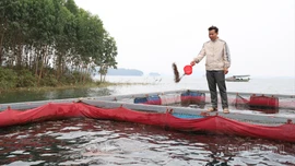 Nuôi cá lồng trên hồ Thác Bà: Hướng sinh kế bền vững cho người dân Yên Thành