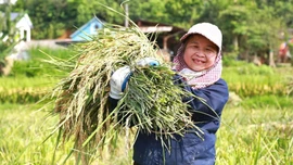 Nông nghiệp xanh góp phần nâng cao giá trị nông sản, bảo vệ tài nguyên, môi trường.