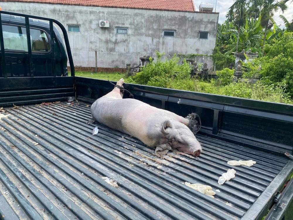 Heo xảy ra dịch tả được đưa lên xe để tiến hành xử lý.