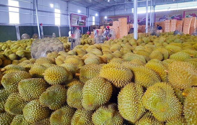 Bộ NN&MT vừa ban hành quy định riêng về kiểm tra ATTP với sầu riêng tươi xuất khẩu. Bộ NN&MT vừa ban hành quy định riêng về kiểm tra ATTP với sầu riêng tươi xuất khẩu.