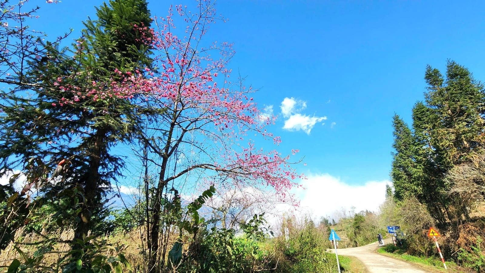 Những con đường dốc quanh co, uốn lượn xen lẫn giữa biển mây trắng bồng bềnh, tạo nên một khung cảnh vừa thơ mộng, vừa tráng lệ khó quên.