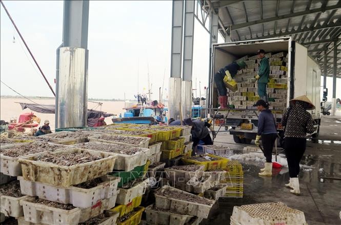 Ngư dân xã Hải Thịnh (Ninh Bình) khẩn trương đưa cá lên bờ để di chuyển tàu, thuyền về nơi tránh trú bão. Ngư dân xã Hải Thịnh (Ninh Bình) khẩn trương đưa cá lên bờ để di chuyển tàu, thuyền về nơi tránh trú bão.