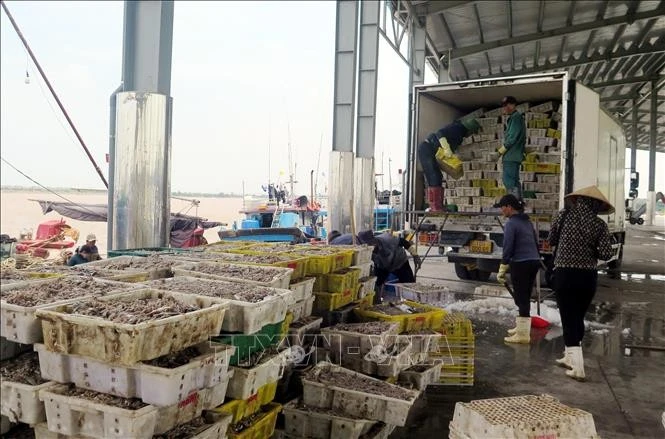 Ngư dân xã Hải Thịnh (Ninh Bình) khẩn trương đưa cá lên bờ để di chuyển tàu, thuyền về nơi tránh trú bão.