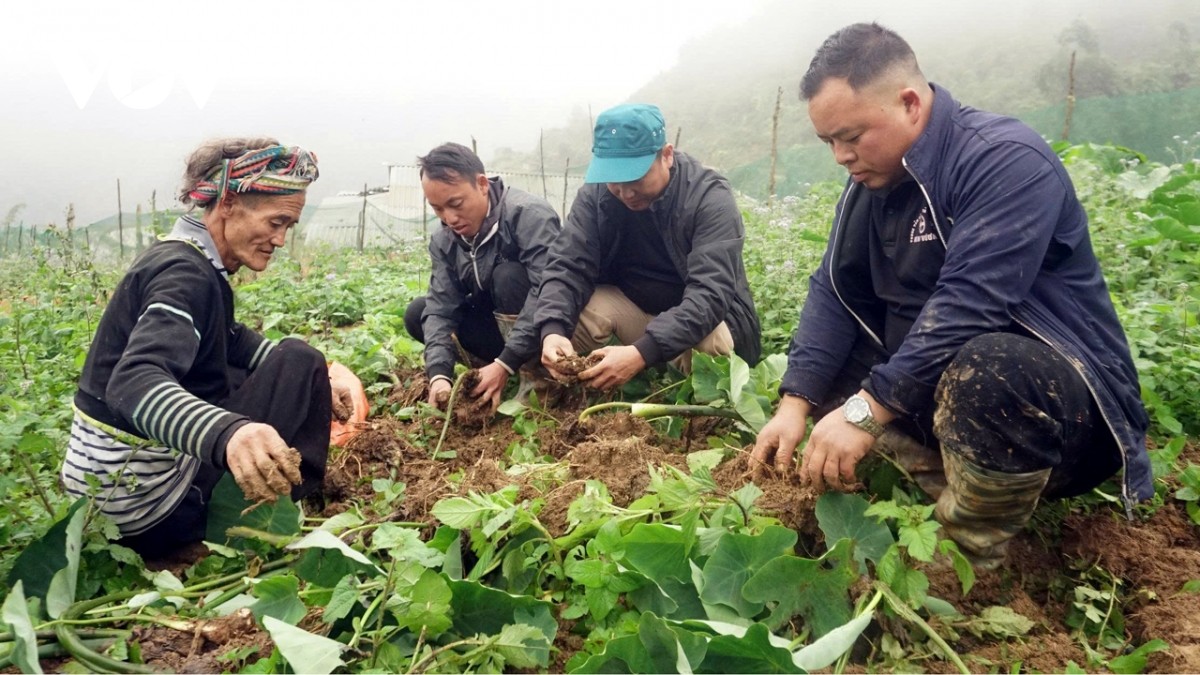 Nhiều hộ dân ở Lào Cai đã có thu nhập khá từ cây khoai sọ.