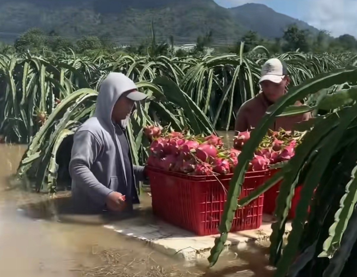 Người dân ngâm mình trong nước hái thanh long.