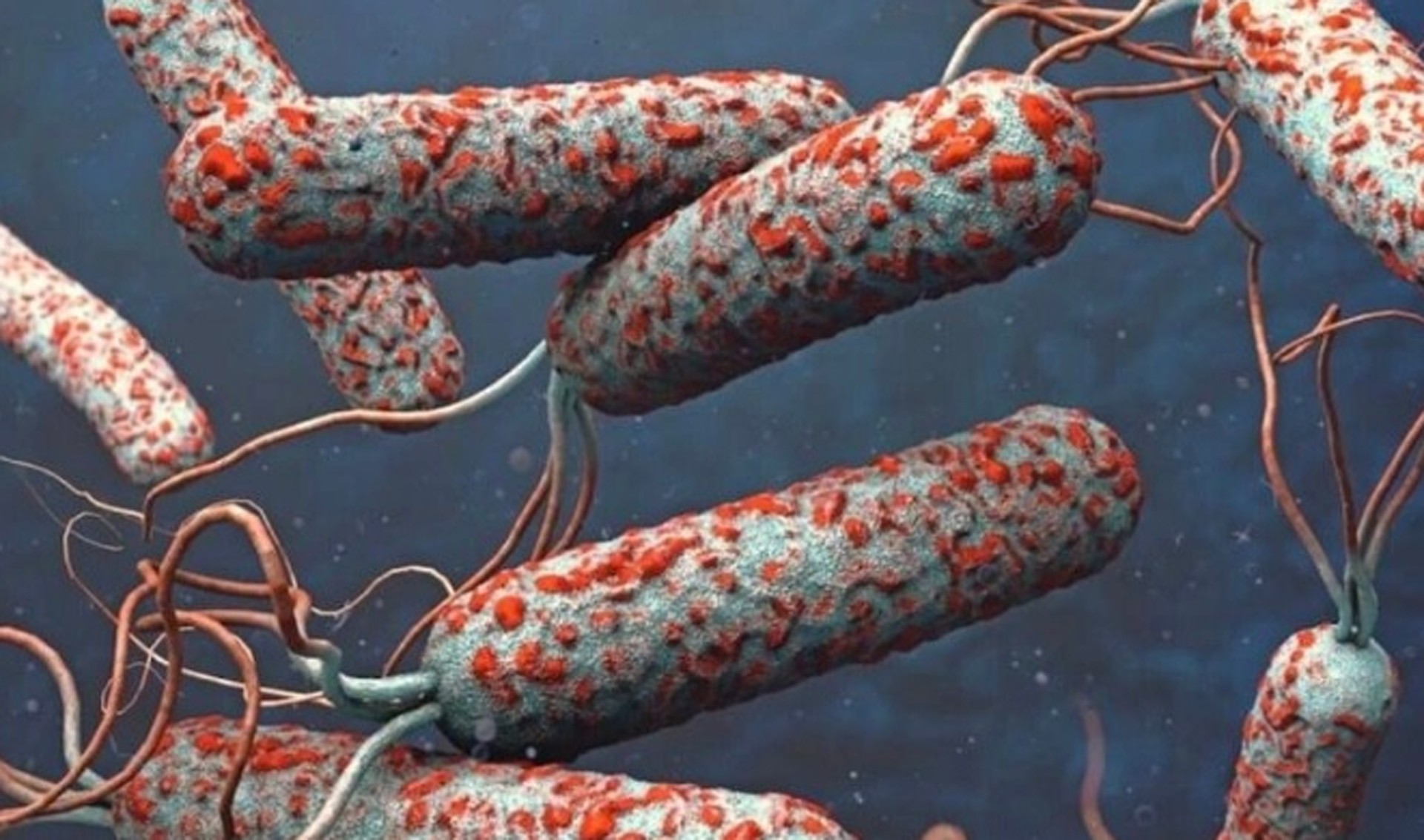 Vi trùng Vibrio cholerae khi tiết ra độc tố sẽ gây tiêu chảy nặng ở người. 7-9-dich-ta.jpg