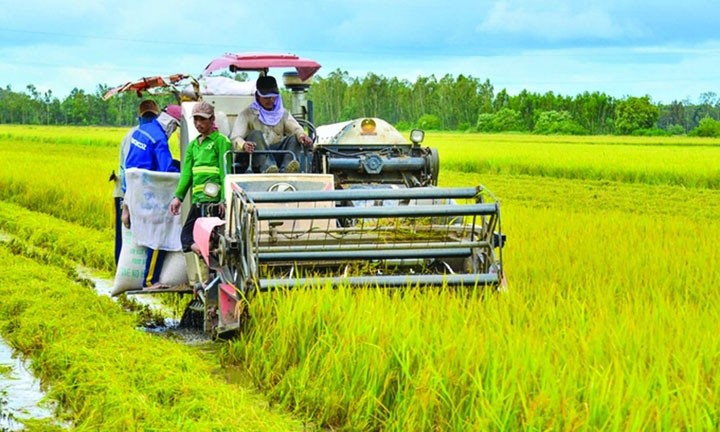 Lúa gạo hướng đến phát triển “xanh và thịnh vượng”. 26-8-gao1.jpg