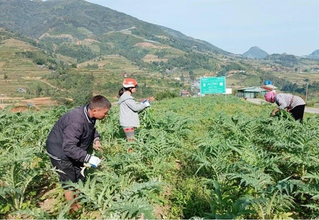 Cây atiso mang lại nguồn thu nhập ổn định cho người dân Sa Pa