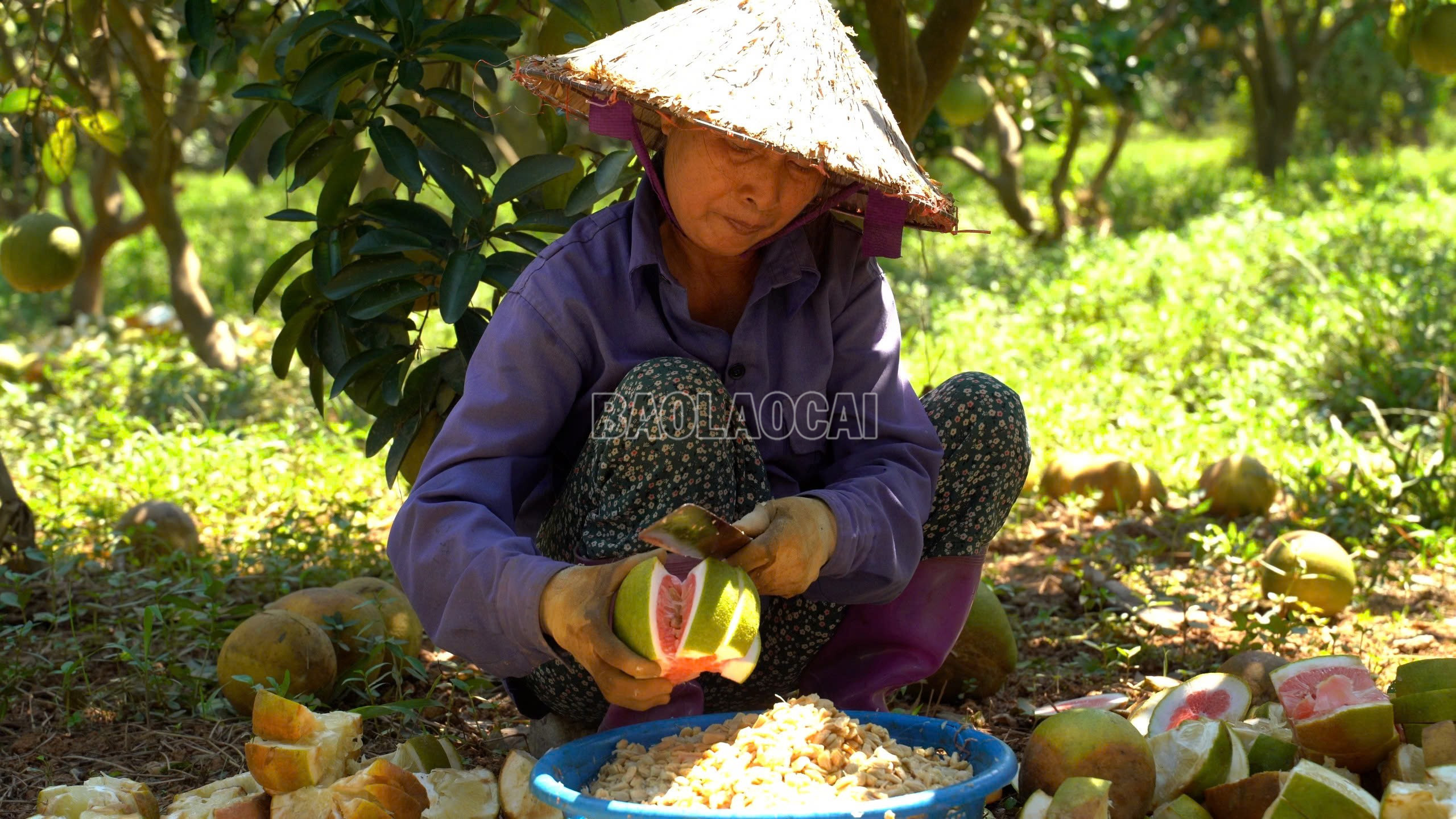 baolaocai-c_z7146539484877-5f307906c8115a21c34c8c48c6b5ea8e.jpg