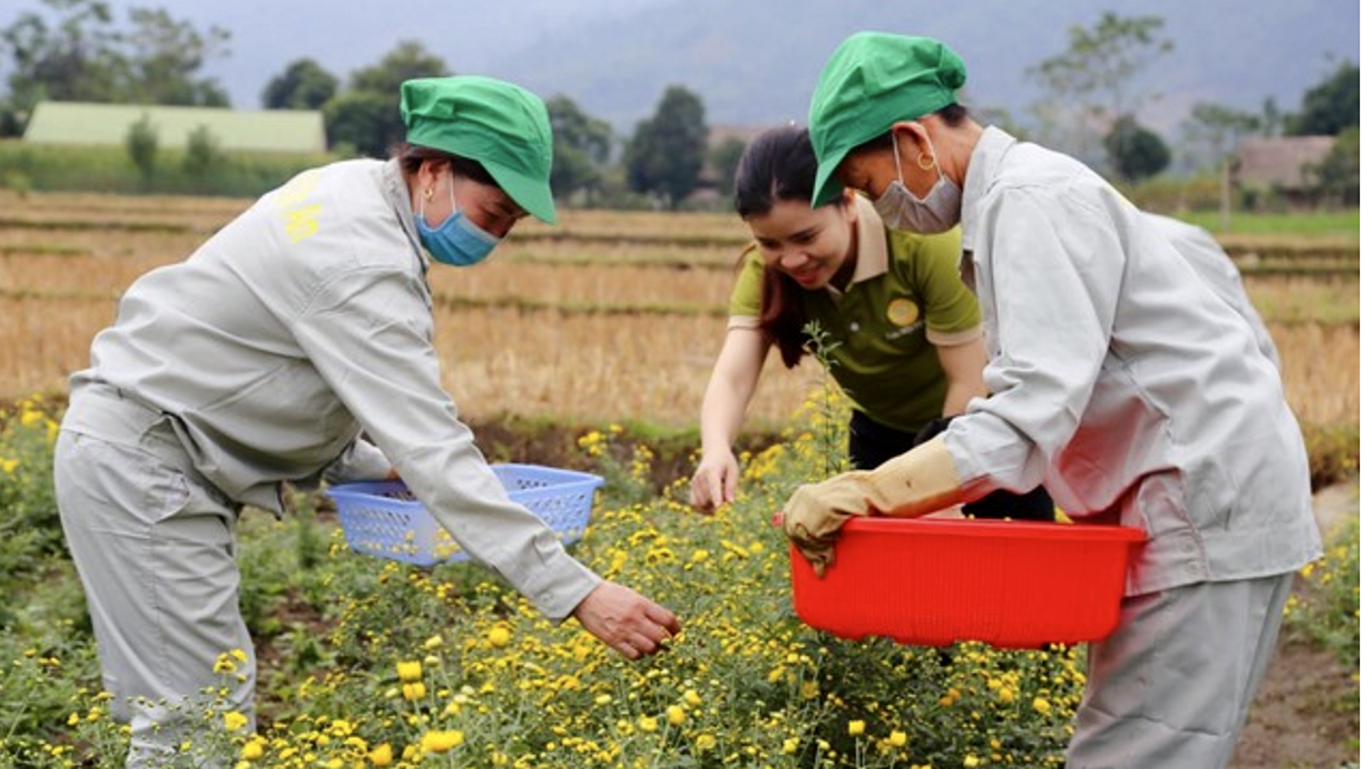 Nhờ có nguốn vốn hỗ trợ từ ngân hàng, HTX Vạn An xây dựng vùng nguyên liệu đạt chuẩn sinh học, tổ chức sản xuất trà thảo dược mang thương hiệu riêng, đạt chứng nhận OCOP 3 sao. nganhang3.png